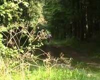 Gangbang In The Woods - county Woods on ladyda.com